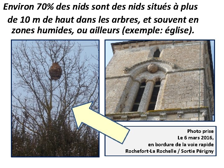 Environ 70% des nids sont des nids situés à plus de 10 m de