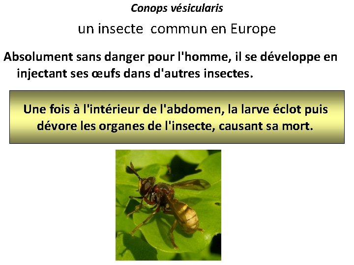 Conops vésicularis un insecte commun en Europe Absolument sans danger pour l'homme, il se