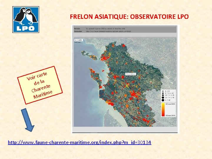 FRELON ASIATIQUE: OBSERVATOIRE LPO rte a c r Voi la de e nt e