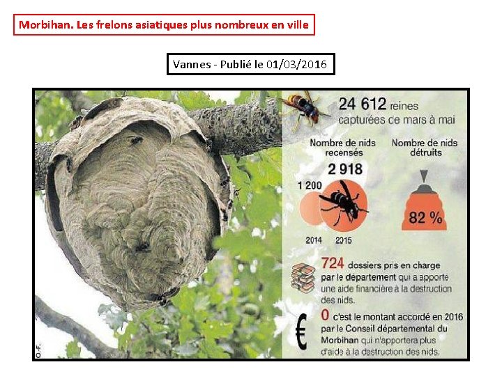 Morbihan. Les frelons asiatiques plus nombreux en ville Vannes - Publié le 01/03/2016 