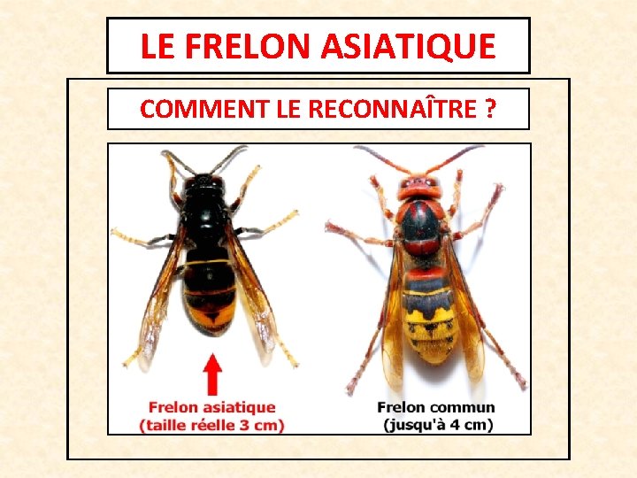 LE FRELON ASIATIQUE COMMENT LE RECONNAÎTRE ? 