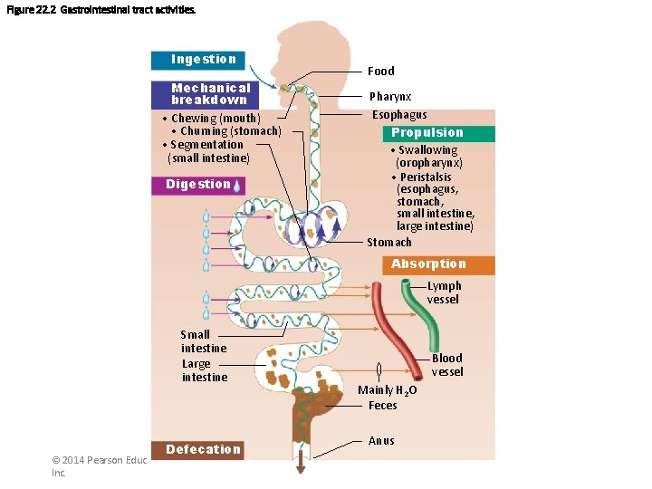 Figure 22. 2 Gastrointestinal tract activities. Ingestion Mechanical breakdown • Chewing (mouth) • Churning