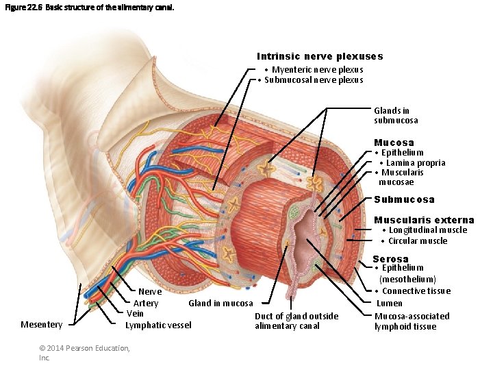 Figure 22. 6 Basic structure of the alimentary canal. Intrinsic nerve plexuses • Myenteric
