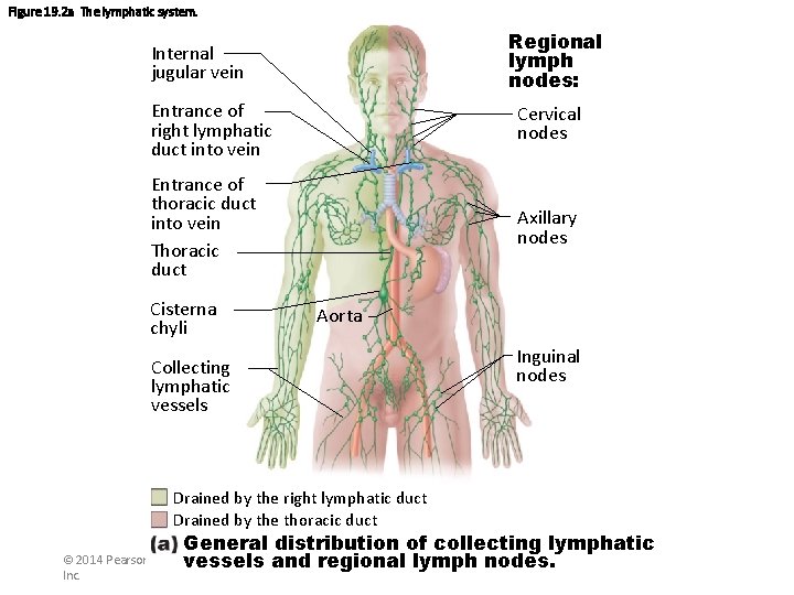 Figure 19. 2 a The lymphatic system. Regional lymph nodes: Internal jugular vein Entrance