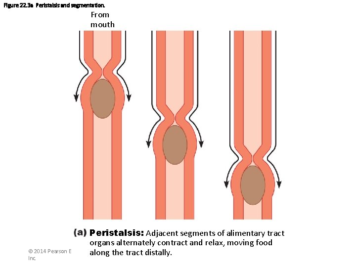Figure 22. 3 a Peristalsis and segmentation. From mouth Peristalsis: Adjacent segments of alimentary