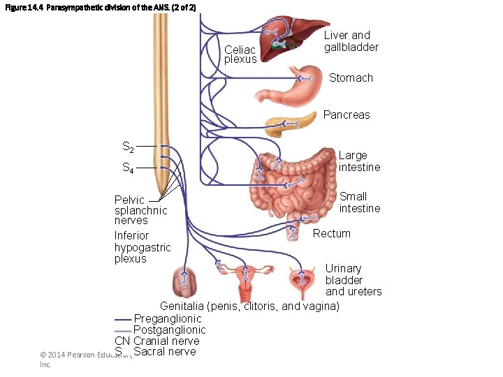 Figure 14. 4 Parasympathetic division of the ANS. (2 of 2) Celiac plexus Liver