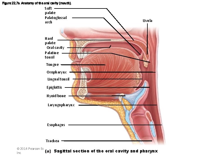 Figure 22. 7 a Anatomy of the oral cavity (mouth). Soft palate Palatoglossal arch