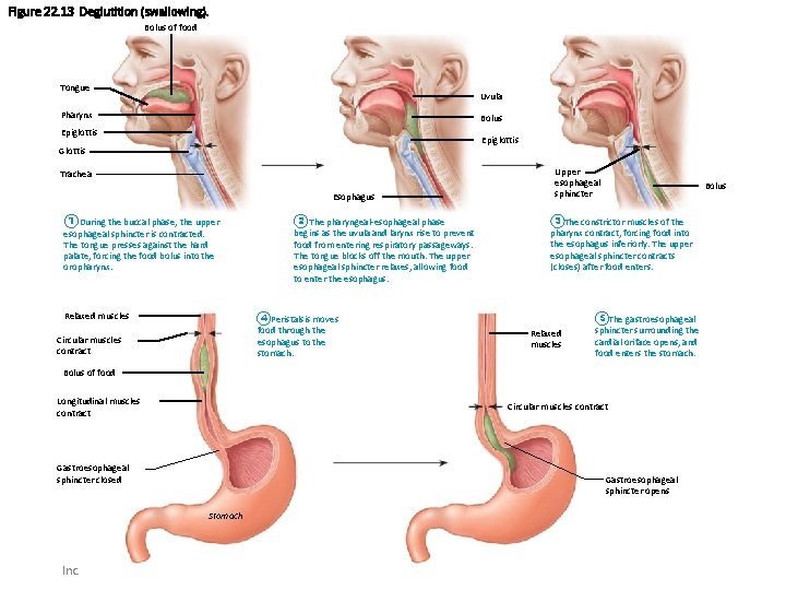 Figure 22. 13 Deglutition (swallowing). Bolus of food Tongue Uvula Pharynx Bolus Epiglottis Glottis