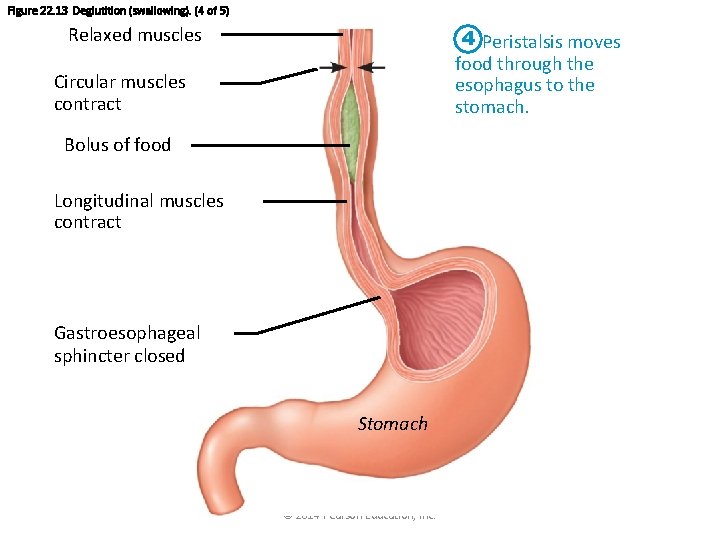 Figure 22. 13 Deglutition (swallowing). (4 of 5) Relaxed muscles 4 Peristalsis moves food
