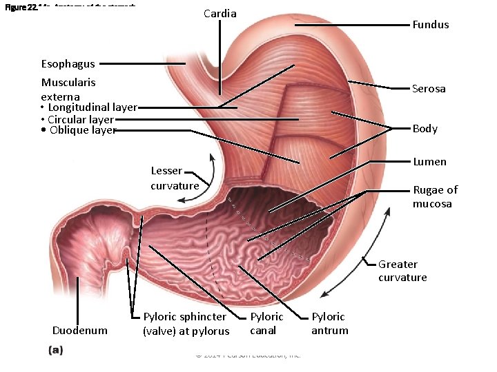 Figure 22. 14 a Anatomy of the stomach. Cardia Fundus Esophagus Muscularis externa •