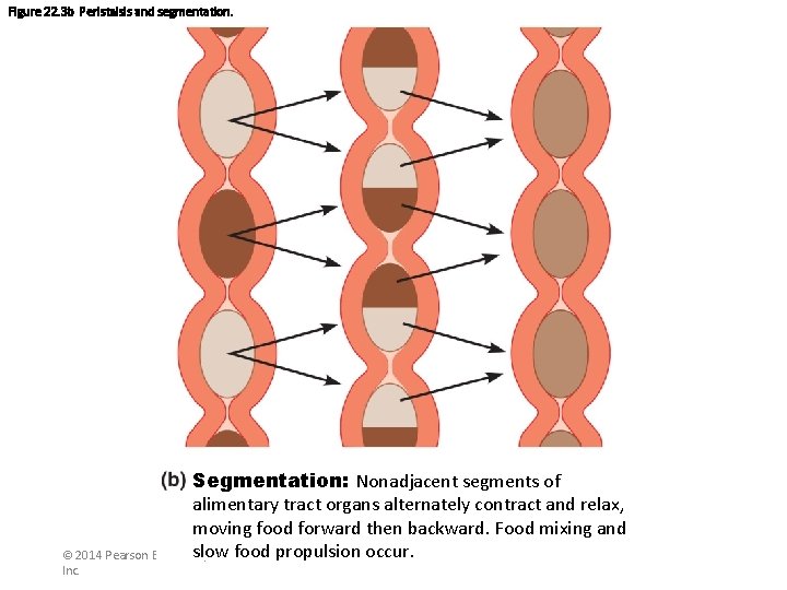 Figure 22. 3 b Peristalsis and segmentation. Segmentation: Nonadjacent segments of alimentary tract organs