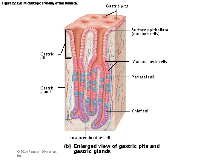 Figure 22. 15 b Microscopic anatomy of the stomach. Gastric pits Surface epithelium (mucous