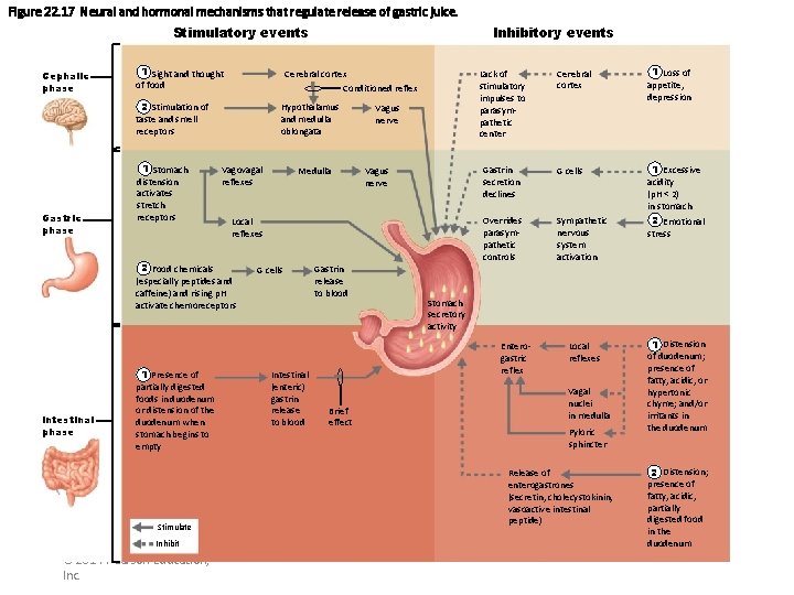 Figure 22. 17 Neural and hormonal mechanisms that regulate release of gastric juice. Inhibitory