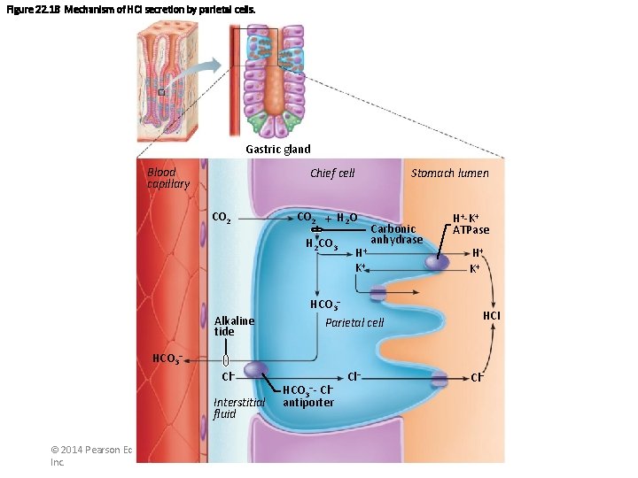 Figure 22. 18 Mechanism of HCl secretion by parietal cells. Gastric gland Blood capillary