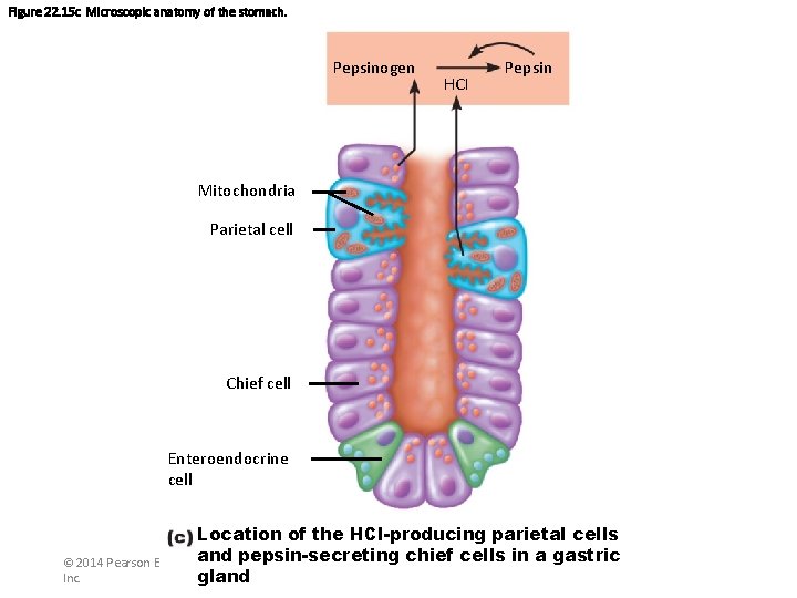 Figure 22. 15 c Microscopic anatomy of the stomach. Pepsinogen HCI Pepsin Mitochondria Parietal