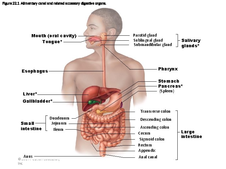 Figure 22. 1 Alimentary canal and related accessory digestive organs. Mouth (oral cavity) Tongue*
