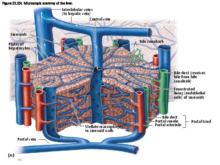 Figure 22. 25 c Microscopic anatomy of the liver. Interlobular veins (to hepatic vein)