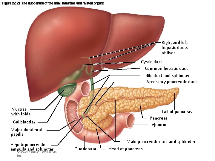 Figure 22. 21 The duodenum of the small intestine, and related organs. Right and