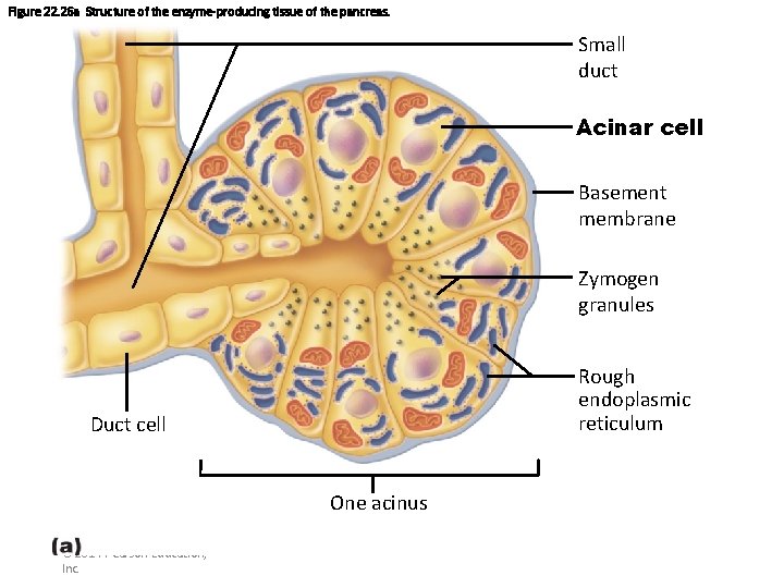 Figure 22. 26 a Structure of the enzyme-producing tissue of the pancreas. Small duct