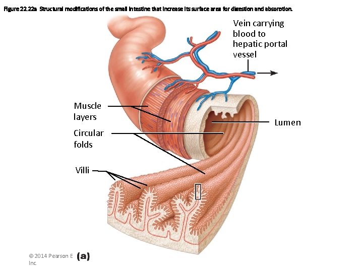 Figure 22. 22 a Structural modifications of the small intestine that increase its surface