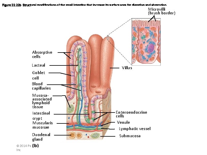 Figure 22. 22 b Structural modifications of the small intestine that increase its surface