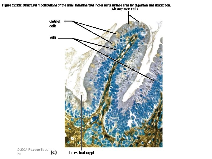 Figure 22. 22 c Structural modifications of the small intestine that increase its surface