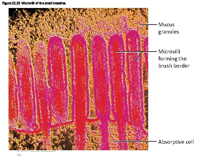Figure 22. 23 Microvilli of the small intestine. Mucus granules Microvilli forming the brush