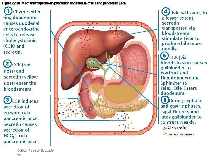 Figure 22. 28 Mechanisms promoting secretion and release of bile and pancreatic juice. 1