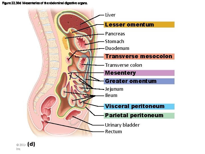 Figure 22. 30 d Mesenteries of the abdominal digestive organs. Liver Lesser omentum Pancreas