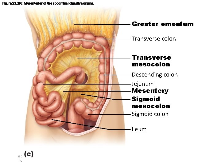 Figure 22. 30 c Mesenteries of the abdominal digestive organs. Greater omentum Transverse colon