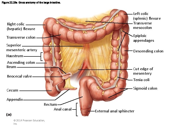 Figure 22. 29 a Gross anatomy of the large intestine. Left colic (splenic) flexure