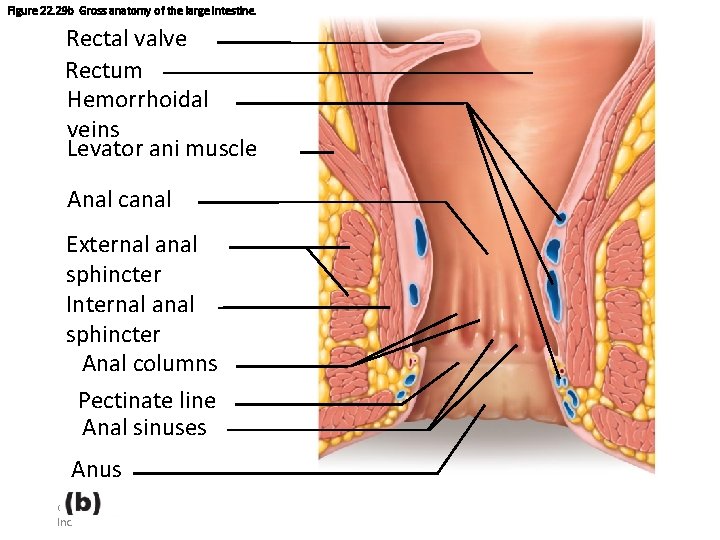 Figure 22. 29 b Gross anatomy of the large intestine. Rectal valve Rectum Hemorrhoidal