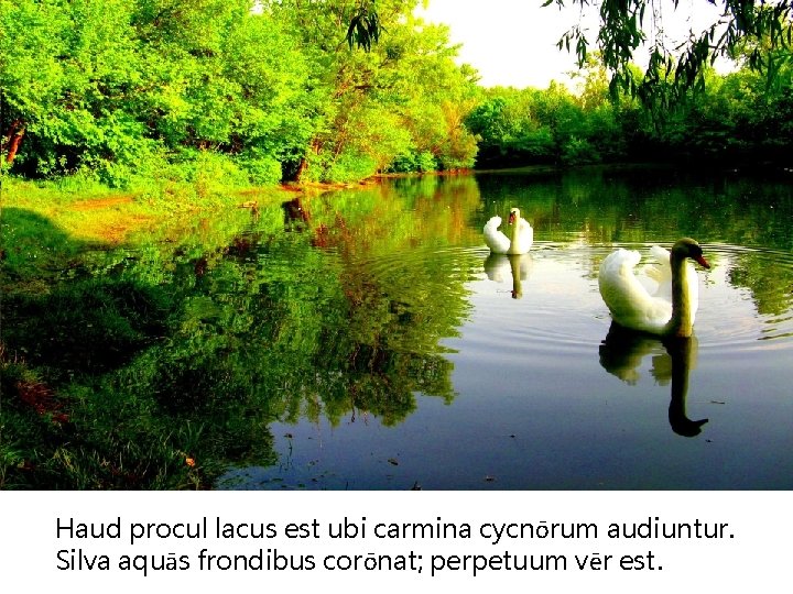 Haud procul lacus est ubi carmina cycnōrum audiuntur. Silva aquās frondibus corōnat; perpetuum vēr