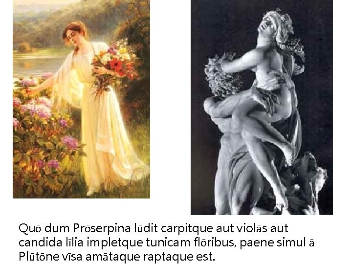 Quō dum Prōserpina lūdit carpitque aut violās aut candida līlia impletque tunicam flōribus, paene