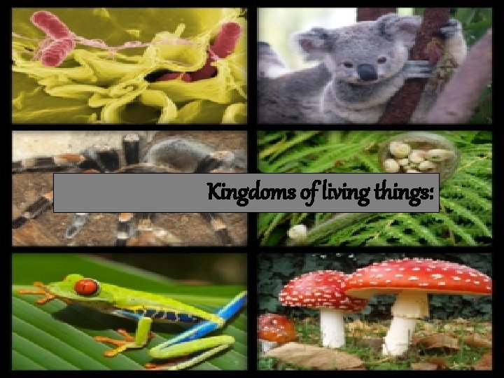 Kingdoms of living things: 