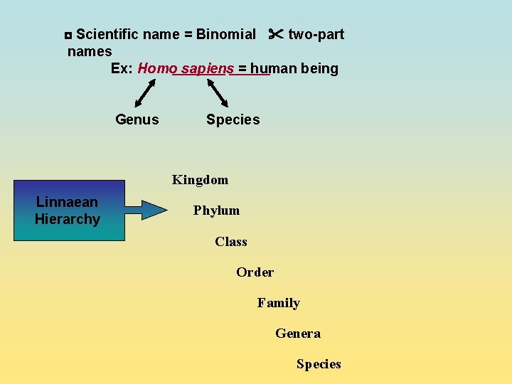 ◘ Scientific name = Binomial two-part names Ex: Homo sapiens = human being Genus