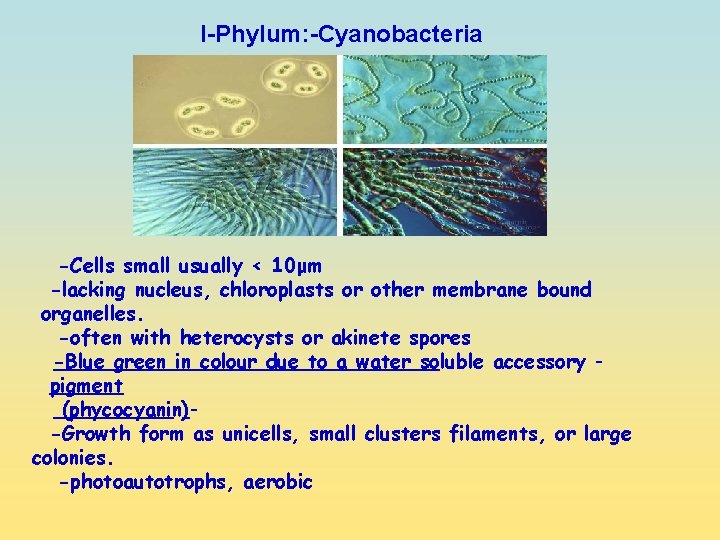 I-Phylum: -Cyanobacteria -Cells small usually < 10μm -lacking nucleus, chloroplasts or other membrane bound