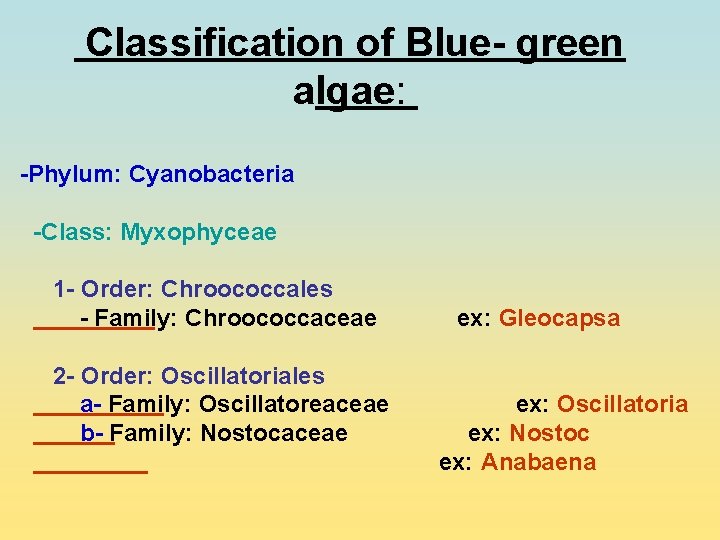 Classification of Blue- green algae: -Phylum: Cyanobacteria -Class: Myxophyceae 1 - Order: Chroococcales -