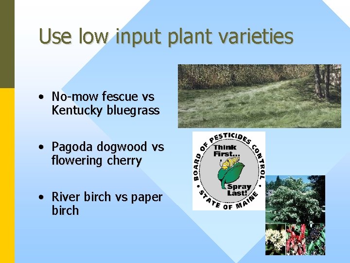 Use low input plant varieties • No-mow fescue vs Kentucky bluegrass • Pagoda dogwood