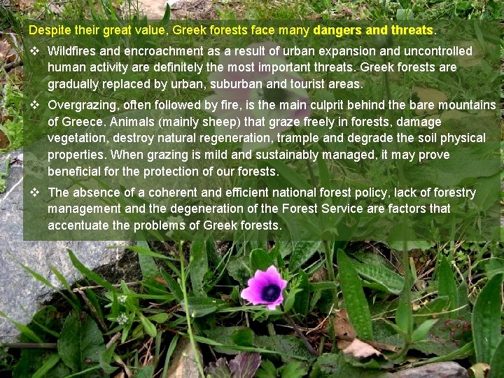 Despite their great value, Greek forests face many dangers and threats v Wildfires and