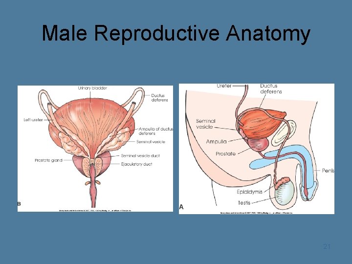 Male Reproductive Anatomy 21 