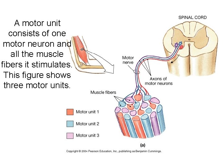 A motor unit consists of one motor neuron and all the muscle fibers it