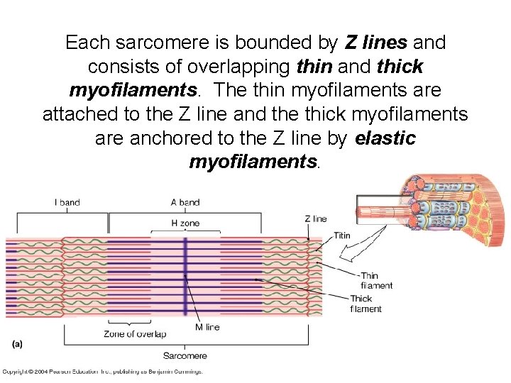 Each sarcomere is bounded by Z lines and consists of overlapping thin and thick