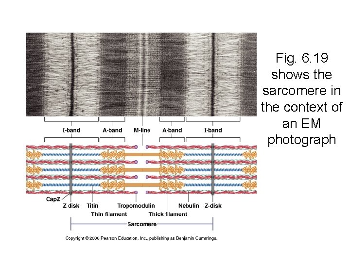 Fig. 6. 19 shows the sarcomere in the context of an EM photograph 