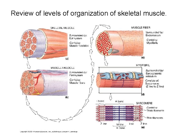 Review of levels of organization of skeletal muscle. 