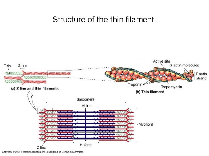 Structure of the thin filament. 