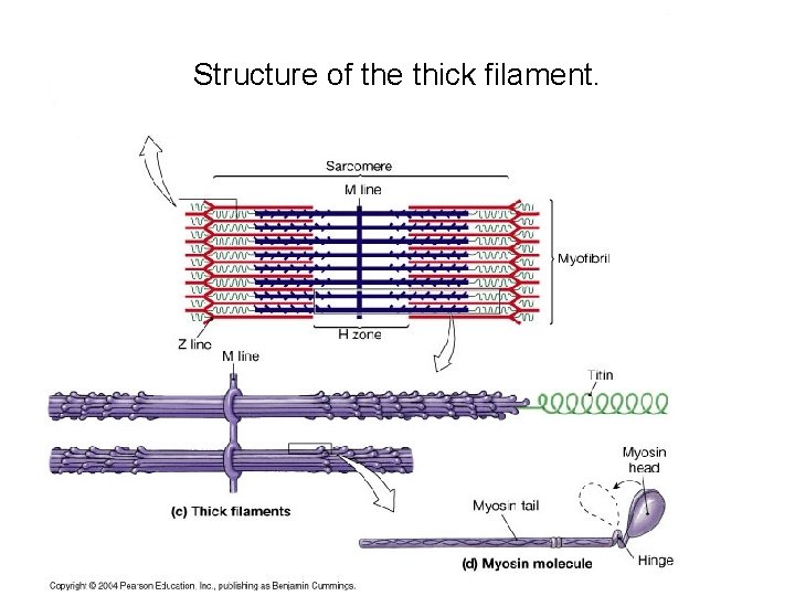 Structure of the thick filament. 