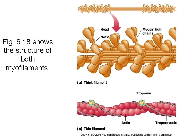 Fig. 6. 18 shows the structure of both myofilaments. 