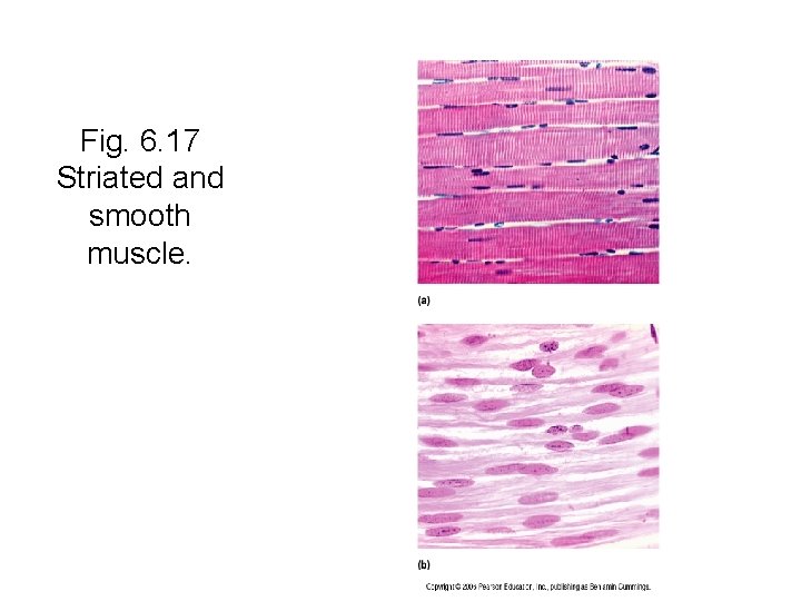 Fig. 6. 17 Striated and smooth muscle. 