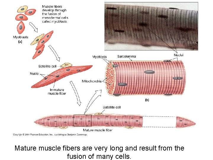 Mature muscle fibers are very long and result from the fusion of many cells.